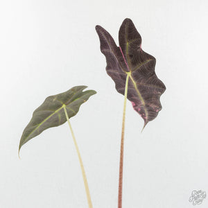 Alocasia 'Amazonica' Pink Variegated US Clone (wk18-T)