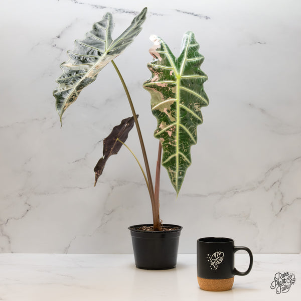 Alocasia 'Amazonica' Pink Variegated US Clone (wk1-UL) *Corming Size*