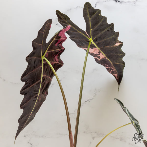 Alocasia 'Amazonica' Pink Variegated US Clone (wk1-UL) *Corming Size*