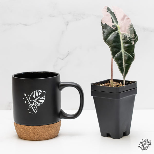 Alocasia 'Amazonica' Pink Variegated US Clone (wk5-N)