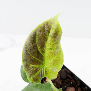 Alocasia 'Antoro Velvet' Variegated (wk31-UO)