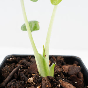 Alocasia 'Antoro Velvet' Variegated (wk31-UO)