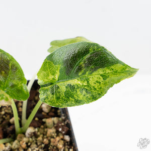 Alocasia 'Antoro Velvet' Variegated (wk24-UP)