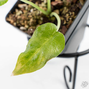 Alocasia 'Antoro Velvet' Variegated (wk24-UP)