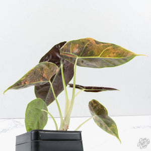 Alocasia 'Azlanii' Aurea Variegated (wk39-L300)