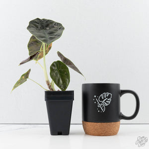 Alocasia 'Azlanii' Aurea Variegated (wk39-L300)
