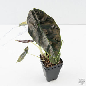 Alocasia 'Azlanii' Aurea Variegated (wk39-L300)