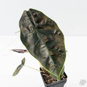 Alocasia 'Azlanii' Aurea Variegated (wk39-L300)