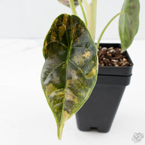 Alocasia 'Azlanii' Aurea Variegated (wk39-L300)