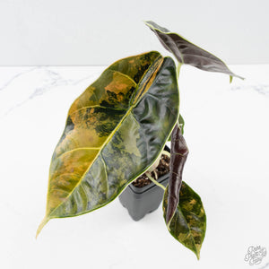 Alocasia 'Azlanii' Aurea Variegated (wk39-L300)