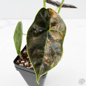 Alocasia 'Azlanii' Aurea Variegated (wk39-L300)