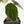Alocasia 'Azlanii' Aurea Variegated (wk39-L300)