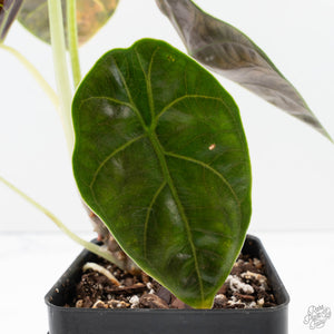 Alocasia 'Azlanii' Aurea Variegated (wk39-L300)