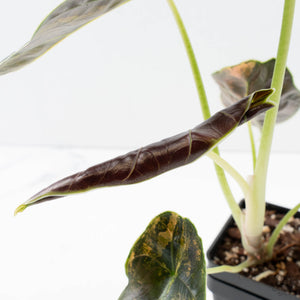Alocasia 'Azlanii' Aurea Variegated (wk39-L300)