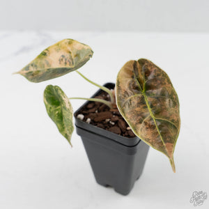 Alocasia 'Azlanii' Aurea Variegated (wk42-L363)