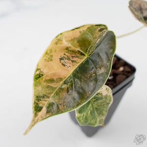 Alocasia 'Azlanii' Aurea Variegated (wk42-L363)