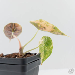 Alocasia 'Azlanii' Aurea Variegated (wk42-L363)