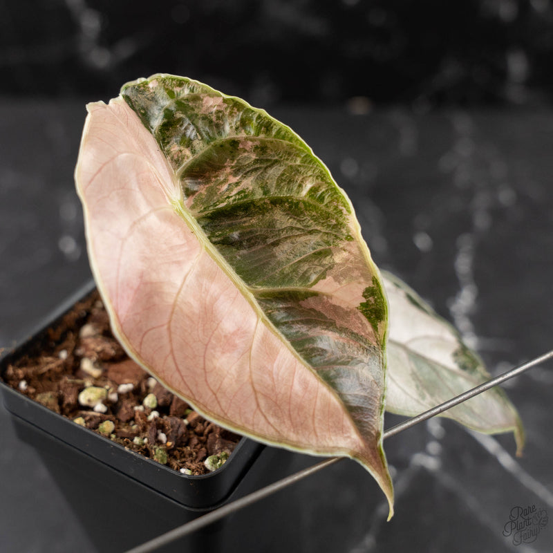 Alocasia 'Azlanii' Pink Variegated (wk42-L366)