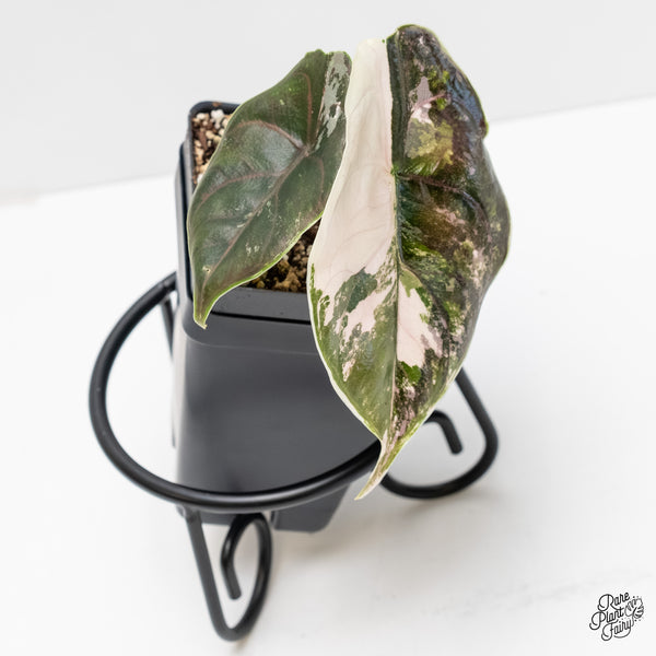 Alocasia 'Azlanii' Pink Variegated (wk4-C)