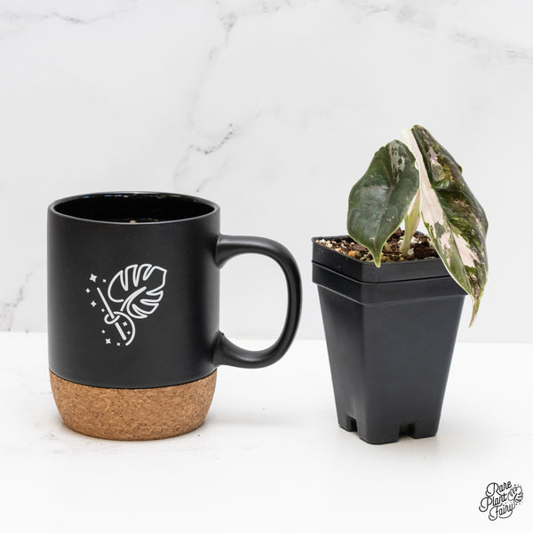 Alocasia 'Azlanii' Pink Variegated (wk4-C)