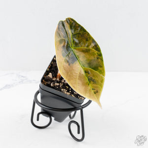 Alocasia 'Azlanii' Aurea Variegated (wk28-D)