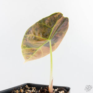 Alocasia 'Azlanii' Aurea Variegated (wk28-D)