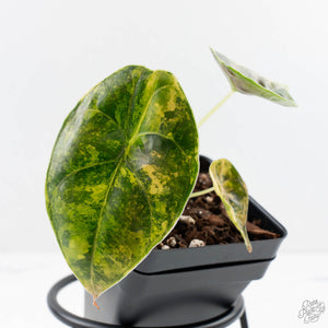 Alocasia 'Azlanii' Aurea Variegated (wk29-D)