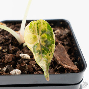 Alocasia 'Azlanii' Aurea Variegated (wk29-D)