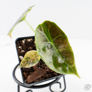 Alocasia 'Azlanii' Aurea Variegated (wk29-D)