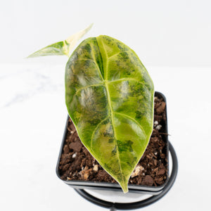 Alocasia 'Azlanii' Aurea Variegated (wk31-F)