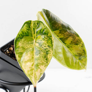 Alocasia 'Azlanii' Aurea Variegated (wk34-L70)
