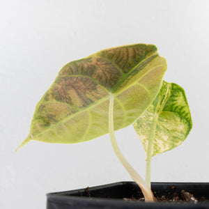 Alocasia 'Azlanii' Aurea Variegated (wk34-L70)