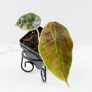 Alocasia 'Azlanii' Aurea Variegated (wk36-L125)