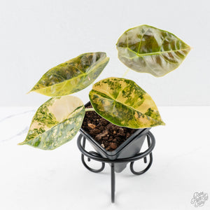 Alocasia 'Azlanii' Aurea Variegated (wk38-L156)