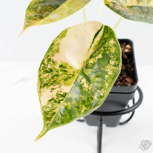 Alocasia 'Azlanii' Aurea Variegated (wk38-L156)