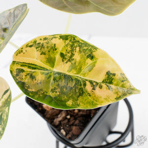 Alocasia 'Azlanii' Aurea Variegated (wk38-L156)