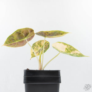 Alocasia 'Azlanii' Aurea Variegated (wk38-L156)