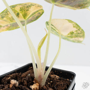 Alocasia 'Azlanii' Aurea Variegated (wk38-L156)