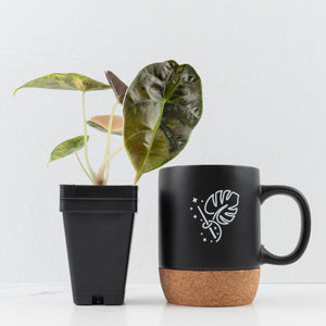 Alocasia 'Azlanii' Aurea Variegated (wk36-L233)