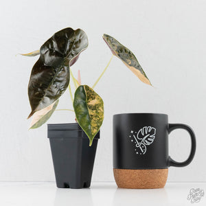 Alocasia 'Azlanii' Aurea Variegated (wk43-L233)