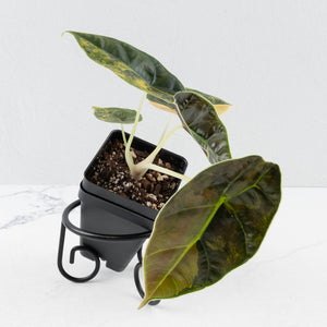 Alocasia 'Azlanii' Aurea Variegated (wk36-L233)