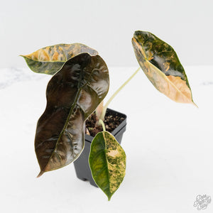 Alocasia 'Azlanii' Aurea Variegated (wk43-L233)