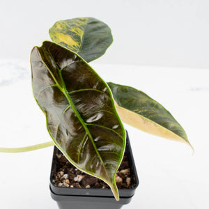 Alocasia 'Azlanii' Aurea Variegated (wk36-L233)