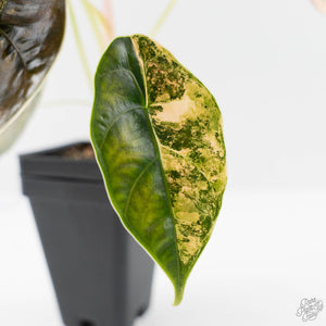 Alocasia 'Azlanii' Aurea Variegated (wk43-L233)