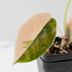 Alocasia 'Azlanii' Aurea Variegated (wk43-L233)