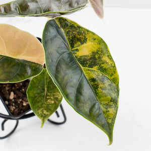 Alocasia 'Azlanii' Aurea Variegated (wk36-L233)
