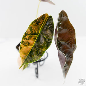 Alocasia 'Azlanii' Aurea Variegated (wk43-L233)