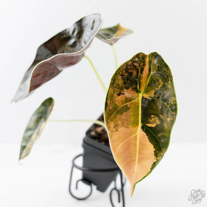 Alocasia 'Azlanii' Aurea Variegated (wk43-L233)