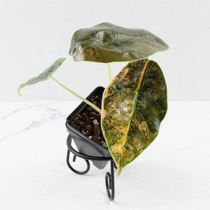 Alocasia 'Azlanii' Aurea Variegated (wk36-L234)