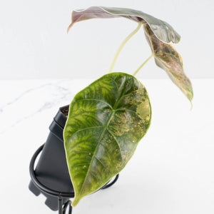 Alocasia 'Azlanii' Aurea Variegated (wk36-L234)
